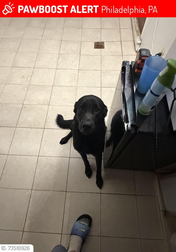 Lost Male Dog last seen Near Moore J Hampton, Philadelphia, PA 19111