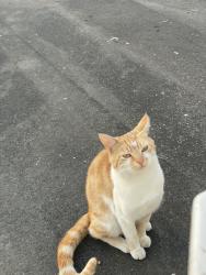 Reunited Male Cat last seen St Peter's Rd, Southall UB1 2TL, UK, Greater London, England UB1 2TL