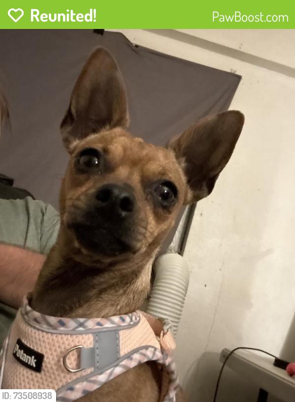 Reunited Female Dog last seen Near Tomasita St NE, Albuquerque, NM 87123, USA, Albuquerque, NM 87112