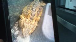 Shelter Stray Unknown Other last seen CHARLOTTE, 8315 Byrum Dr, Charlotte, NC 28217, USA