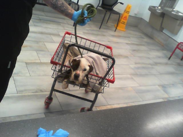 Shelter Stray Female Dog last seen CHARLOTTE, 8315 Byrum Dr, Charlotte, NC 28217, USA