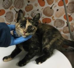Shelter Stray Female Cat last seen Near BLOCK ARGENTINA CT, RIVERSIDE CA 92507, 6851 Van Buren Boulevard, Jurupa Valley, CA 92509, USA