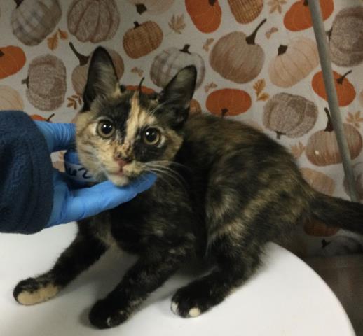 Shelter Stray Female Cat last seen Near BLOCK ARGENTINA CT, RIVERSIDE CA 92507, 6851 Van Buren Boulevard, Jurupa Valley, CA 92509, USA