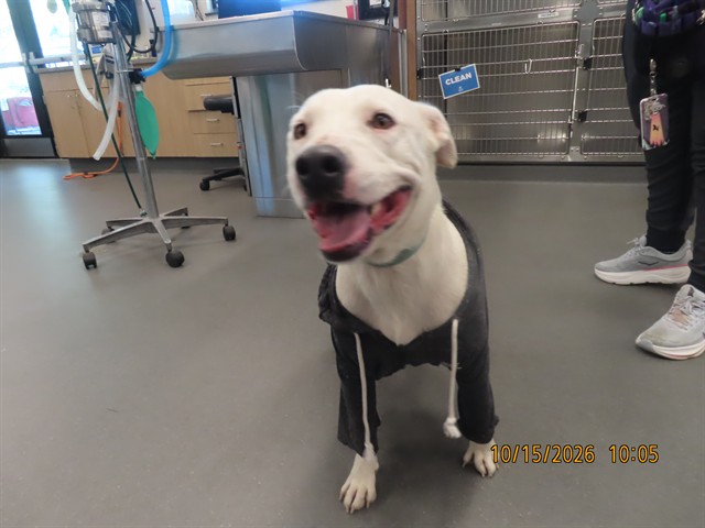 Shelter Stray Male Dog last seen 24TH ST - THOMAS, 5501 E Van Buren St, Phoenix, AZ 85008, USA