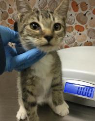 Shelter Stray Male Cat last seen Near BLOCK ARGENTINA CT, RIVERSIDE CA 92507, 6851 Van Buren Boulevard, Jurupa Valley, CA 92509, USA
