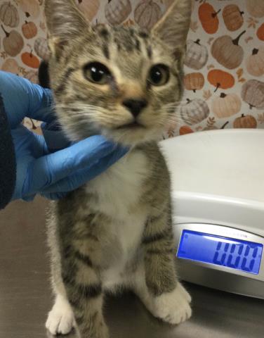 Shelter Stray Male Cat last seen Near BLOCK ARGENTINA CT, RIVERSIDE CA 92507, 6851 Van Buren Boulevard, Jurupa Valley, CA 92509, USA