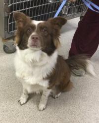 Shelter Stray Female Dog last seen Near BLOCK ALTADENA DR, RIVERSIDE CA 92503, 6851 Van Buren Boulevard, Jurupa Valley, CA 92509, USA
