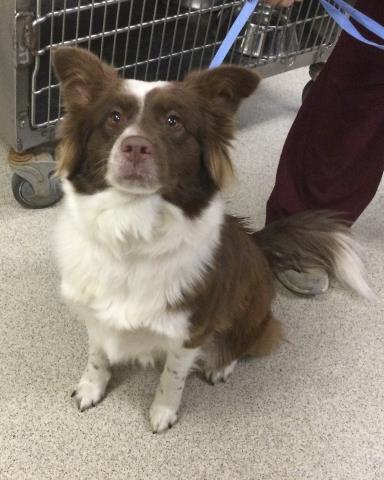 Shelter Stray Female Dog last seen Near BLOCK ALTADENA DR, RIVERSIDE CA 92503, 6851 Van Buren Boulevard, Jurupa Valley, CA 92509, USA