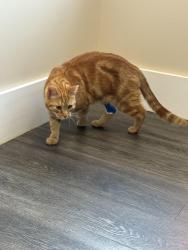 Reunited Male Cat last seen Unionville Rd Cranberry twp Pa, Cranberry Township, PA 16066