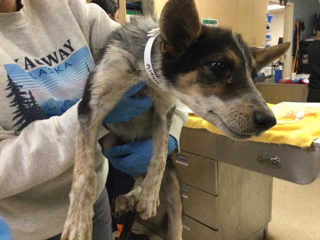 Shelter Stray Female Dog last seen Near BLOCK GALENA ST, JURUPA VALLEY, CA 92509, 6851 Van Buren Boulevard, Jurupa Valley, CA 92509, USA