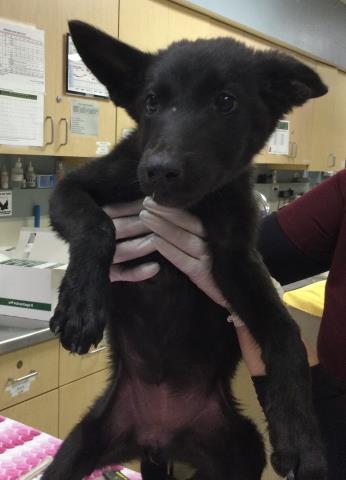 Shelter Stray Female Dog last seen Near BLOCK GALENA ST, JURUPA VALLEY, CA 92509, 6851 Van Buren Boulevard, Jurupa Valley, CA 92509, USA