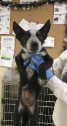 Shelter Stray Male Dog last seen Near BLOCK GALENA ST, JURUPA VALLEY, CA 92509, 6851 Van Buren Boulevard, Jurupa Valley, CA 92509, USA