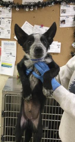 Shelter Stray Male Dog last seen Near BLOCK GALENA ST, JURUPA VALLEY, CA 92509, 6851 Van Buren Boulevard, Jurupa Valley, CA 92509, USA