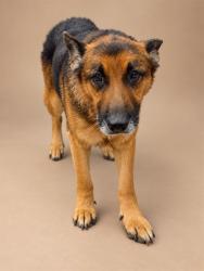 Shelter Stray Male Dog last seen MARYS GROVE CH RD, 1601 Airport Rd, Shelby, NC 28150, USA