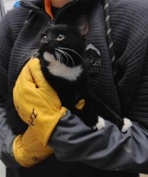 Shelter Stray Female Cat last seen VALLEY RD, 3001 2nd St SW, Albuquerque, NM 87105, USA