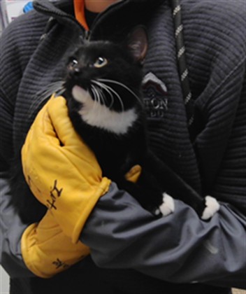 Shelter Stray Female Cat last seen VALLEY RD, 3001 2nd St SW, Albuquerque, NM 87105, USA