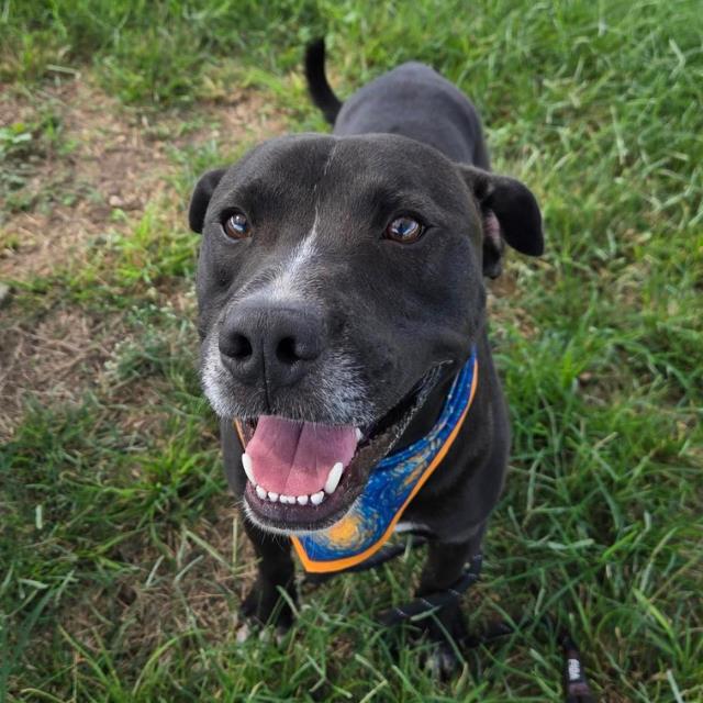 Shelter Stray Male Dog last seen Near BLOCK SANTA ANNA, 4710 TX-151, San Antonio, TX 78227, USA