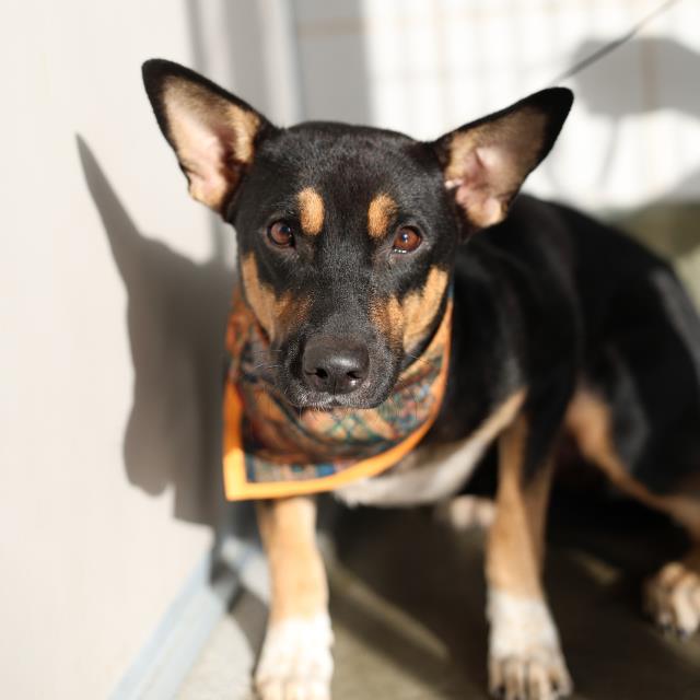 Shelter Stray Female Dog last seen Near BLOCK SW 35TH ST, 4710 TX-151, San Antonio, TX 78227, USA