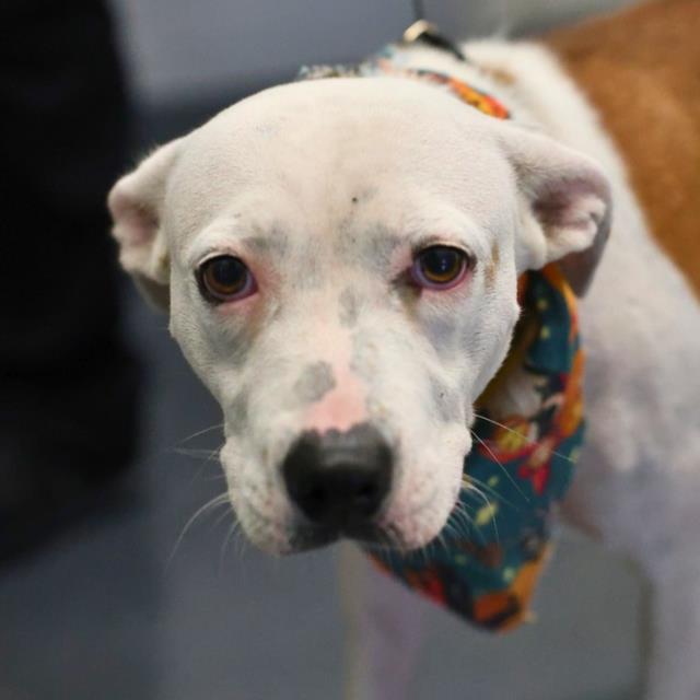 Shelter Stray Female Dog last seen Near BLOCK DE CHANTLE, 4710 TX-151, San Antonio, TX 78227, USA
