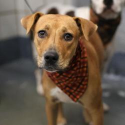 Shelter Stray Female Dog last seen Near BLOCK DE CHANTLE, 4710 TX-151, San Antonio, TX 78227, USA
