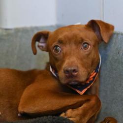 Shelter Stray Female Dog last seen HART COVE, 4710 TX-151, San Antonio, TX 78227, USA