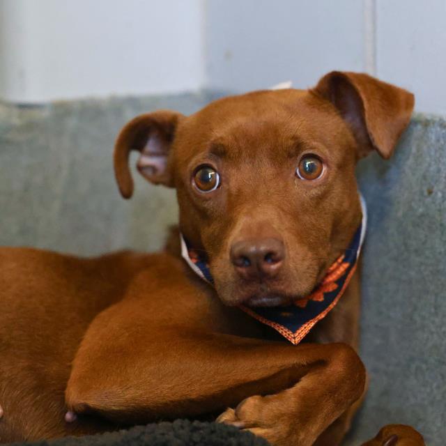 Shelter Stray Female Dog last seen HART COVE, 4710 TX-151, San Antonio, TX 78227, USA