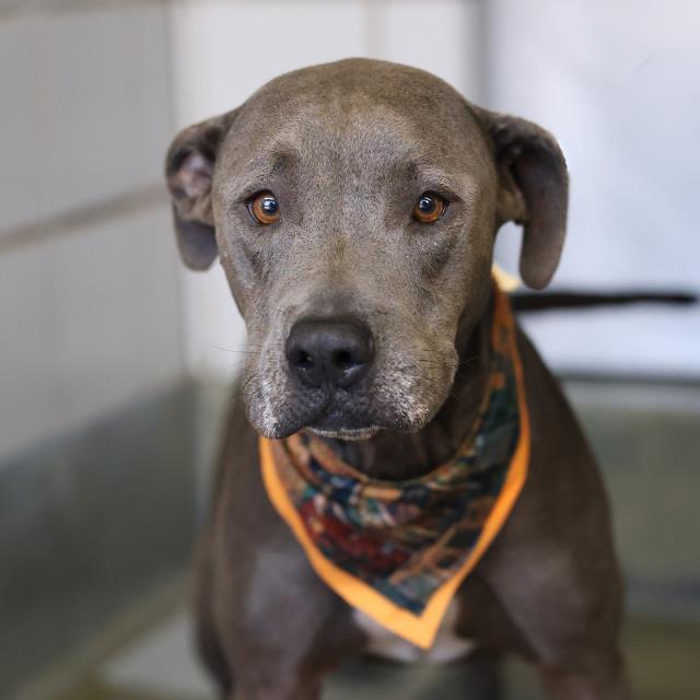 Shelter Stray Male Dog last seen Near BLOCK MOURSUND BLVD, 4710 TX-151, San Antonio, TX 78227, USA
