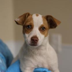 Shelter Stray Male Dog last seen Near BLOCK SW MILITARY, 4710 TX-151, San Antonio, TX 78227, USA