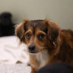 Shelter Stray Female Dog last seen Near BLOCK W THOMPSON PL, 4710 TX-151, San Antonio, TX 78227, USA