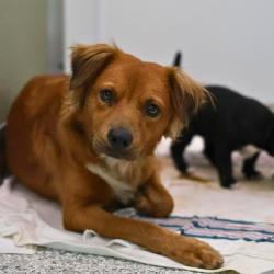 Shelter Stray Female Dog last seen Near BLOCK W THOMPSON PL, 4710 TX-151, San Antonio, TX 78227, USA
