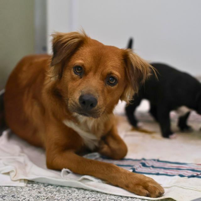 Shelter Stray Female Dog last seen Near BLOCK W THOMPSON PL, 4710 TX-151, San Antonio, TX 78227, USA