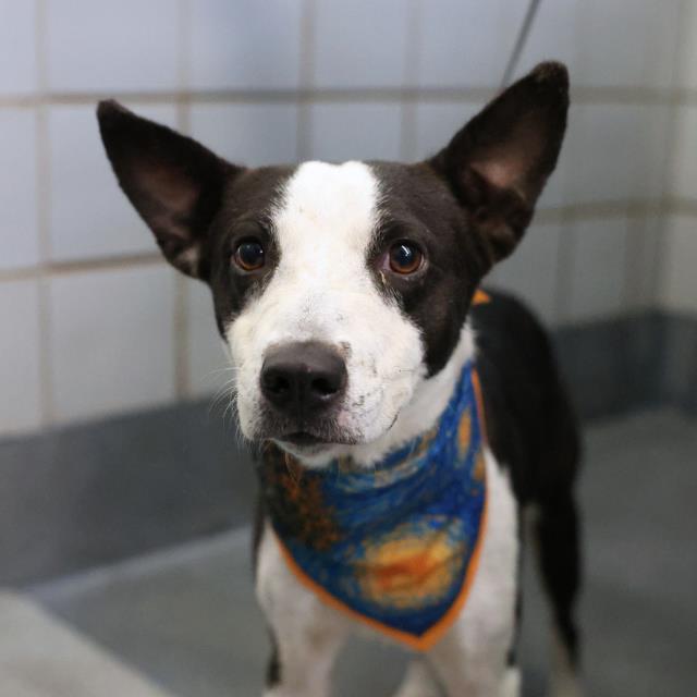 Shelter Stray Male Dog last seen Near BLOCK W GERALD, 4710 TX-151, San Antonio, TX 78227, USA