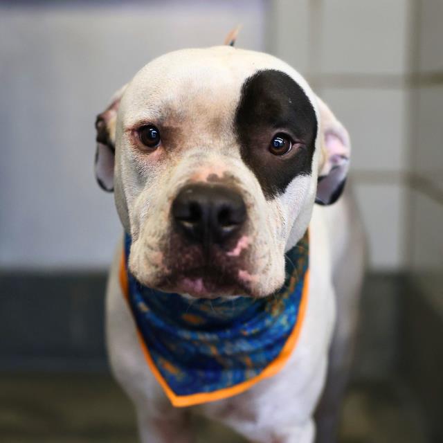 Shelter Stray Male Dog last seen Near BLOCK E HIGHLAND BLVD, 4710 TX-151, San Antonio, TX 78227, USA