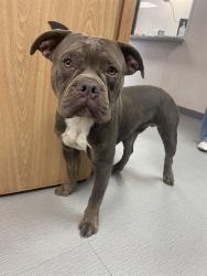 Shelter Stray Male Dog last seen SIERRA WAY X 13TH ST, 333 Chandler Pl, San Bernardino, CA 92408, USA
