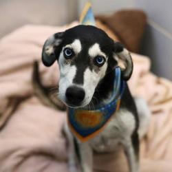 Shelter Stray Female Dog last seen Near BLOCK VINCENT, 4710 TX-151, San Antonio, TX 78227, USA
