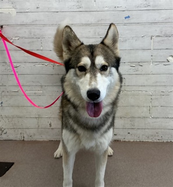 Shelter Stray Male Dog last seen BENNINGTON X YOSEMITE LOOP, 333 Chandler Pl, San Bernardino, CA 92408, USA