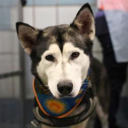 Shelter Stray Female Dog last seen Near BLOCK CESAR CHAVEZ ST, 4710 TX-151, San Antonio, TX 78227, USA