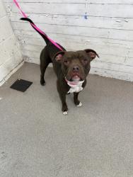 Shelter Stray Male Dog last seen CHERRY AND FRONTAGE RD, 333 Chandler Pl, San Bernardino, CA 92408, USA