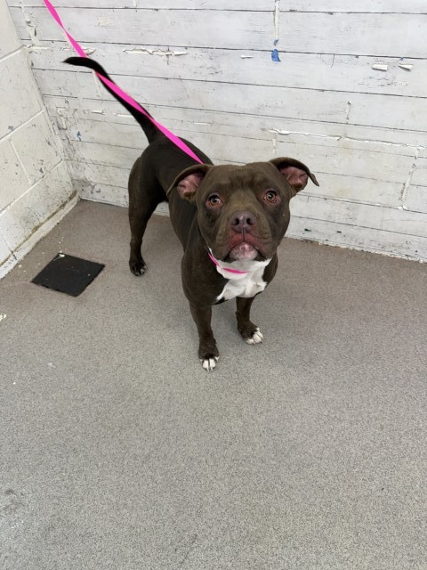 Shelter Stray Male Dog last seen CHERRY AND FRONTAGE RD, 333 Chandler Pl, San Bernardino, CA 92408, USA