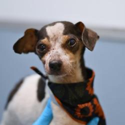 Shelter Stray Male Dog last seen Near BLOCK S ZARZAMORA ST, 4710 TX-151, San Antonio, TX 78227, USA