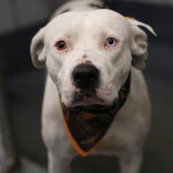 Shelter Stray Female Dog last seen Near BLOCK W CESAR E CHAVEZ BLV, 4710 TX-151, San Antonio, TX 78227, USA