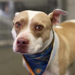 Shelter Stray Female Dog last seen COMMERCIAL AVE, 4710 TX-151, San Antonio, TX 78227, USA