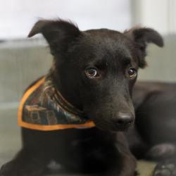 Shelter Stray Male Dog last seen Near BLOCK W THOMPSON PL, 4710 TX-151, San Antonio, TX 78227, USA