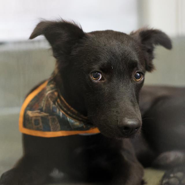Shelter Stray Male Dog last seen Near BLOCK W THOMPSON PL, 4710 TX-151, San Antonio, TX 78227, USA