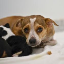 Shelter Stray Female Dog last seen Near BLOCK W THOMPSON PL, 4710 TX-151, San Antonio, TX 78227, USA