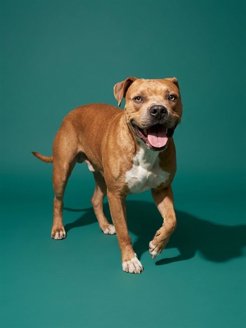 Shelter Stray Male Dog last seen Near BLOCK LONE STAR RD, 2020 Forest St, Jacksonville, FL 32204, USA