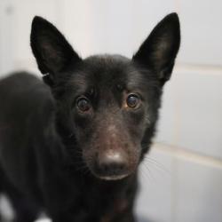 Shelter Stray Female Dog last seen Near BLOCK DRURY LN, 4710 TX-151, San Antonio, TX 78227, USA