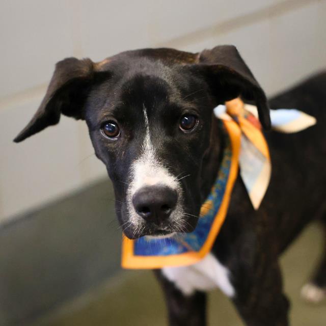 Shelter Stray Female Dog last seen Near BLOCK RESEARCH PLAZA, 4710 TX-151, San Antonio, TX 78227, USA