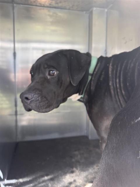 Shelter Stray Female Dog last seen Near BLOCK GHENT, 4710 TX-151, San Antonio, TX 78227, USA