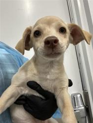 Shelter Stray Female Dog last seen Near BLOCK E OLIVE AVE, FRESNO CA 93702 1034, 5277 E Airways Blvd, Fresno, CA 93727, USA